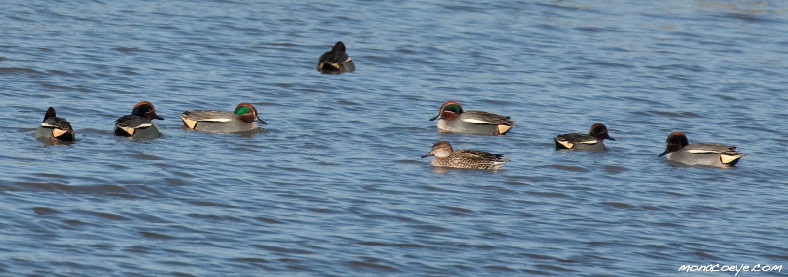 common teal bird