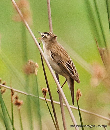 Acrocephalus Schoenobaenus