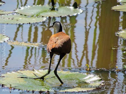 African Jacana - Actophilornis africanus