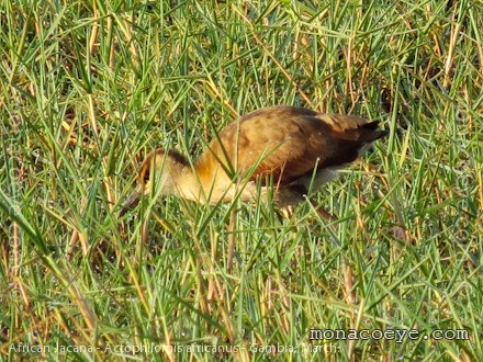 African Jacana - Actophilornis africanus