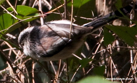 Long Tailed Tit<br />Long Tailed Tit - Aegithalos caudatus