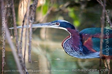 agamia agami - agami heron