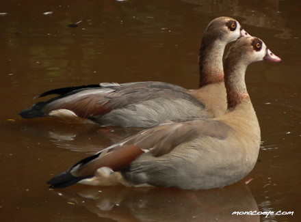Alopochen aegyptiacus - Egyptian Goose