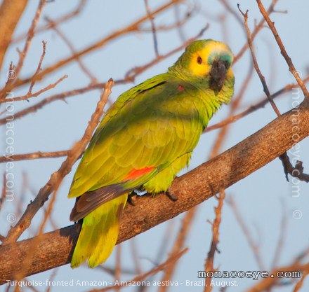 Turquoise Fronted Amazon - Amazona aestiva