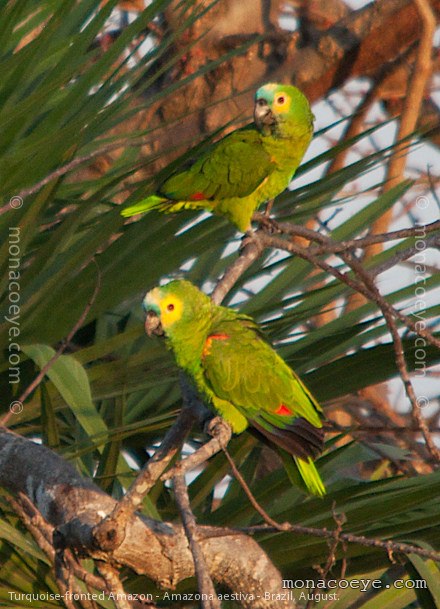 Turquoise Fronted Amazon - Amazona aestiva