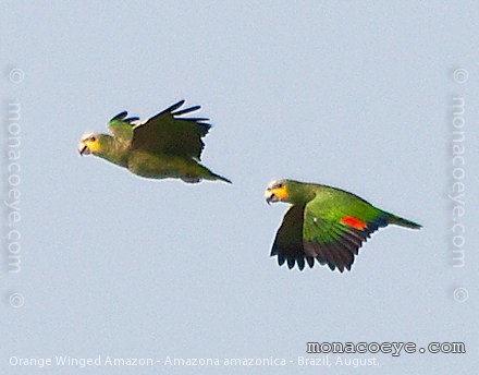 Orange Winged Amazon - Amazona amazonica