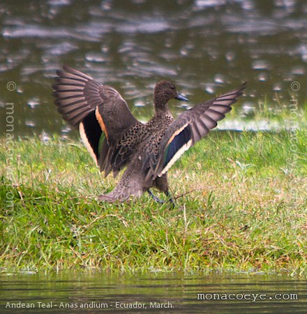 Andean Teal - Anas andium