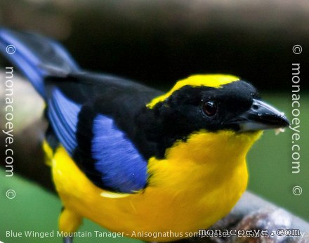 Blue Winged Mountain Tanager - Anisognathus notabilis