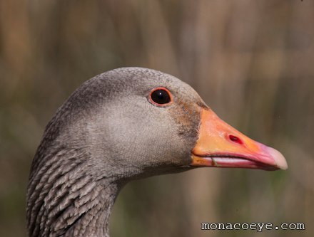 anser anser - greylag goose