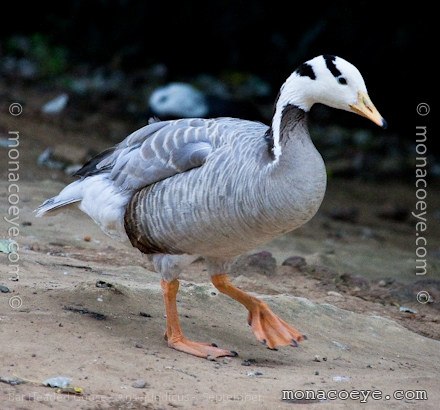 asian geese