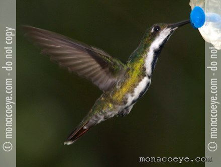 Black Throated Mango - Anthracothorax nigricollis