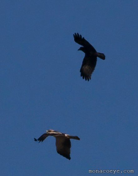 Booted Eagle - Aquila pennata