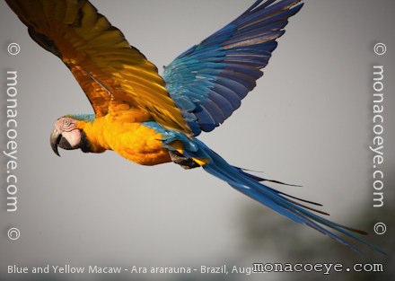 Blue and Yellow Macaw - Ara ararauna