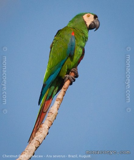 Chestnut Fronted Macaw - Ara severus