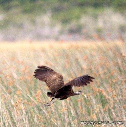 Limpkin -  Aramus guarauna