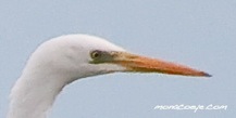 Great Egret Bill - Ardea alba alba