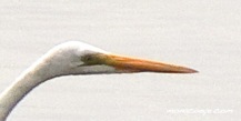 Great Egret Bill - Ardea alba egretta