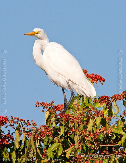 Great Egret - Ardea alba