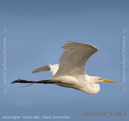 Great Egret - Ardea alba