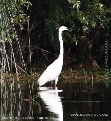 Great Egret - Ardea alba