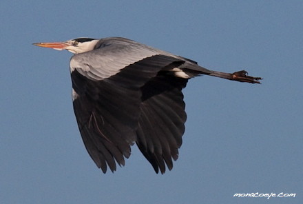 Grey Heron Ardea cinerea in flight