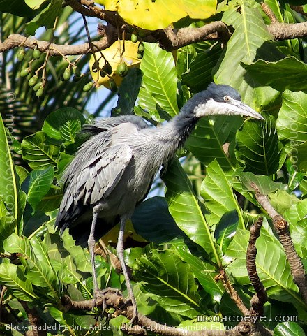 Black Headed Heron - Ardea melanocephala