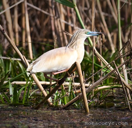 - Ardeola ralloides - Squacco Heron catches water centipede