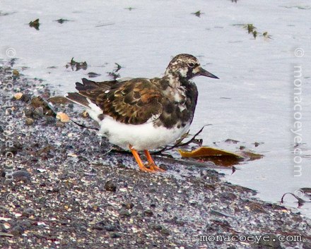 ruddy turnstone Iceland breeding plumage