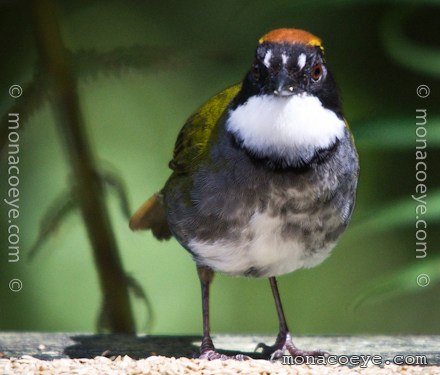 Chestnut Capped Brush Finch - Arremon brunneinucha