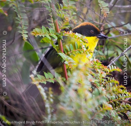 Rufous Naped Brush Finch - Atlapetes latinuchus