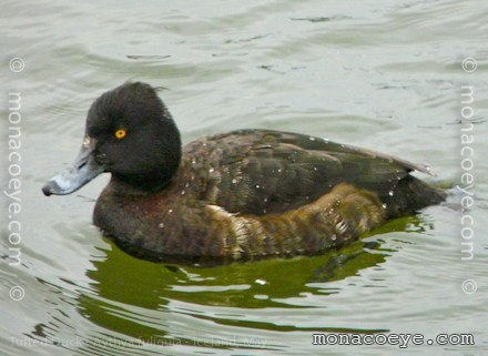 tufted duck, female