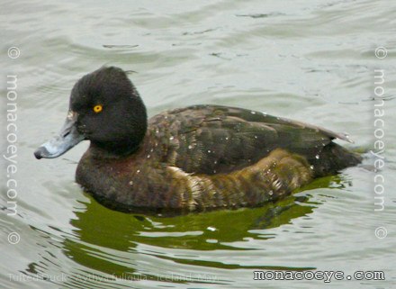 aythya_fuligula_tufted_duck_05.jpg