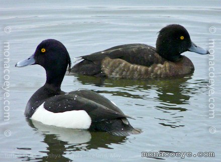 tufted duck, male and female