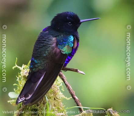 Velvet Purple Coronet - Boissonneaua jardini