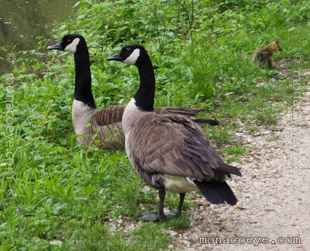 Canada+goose+egg+identification