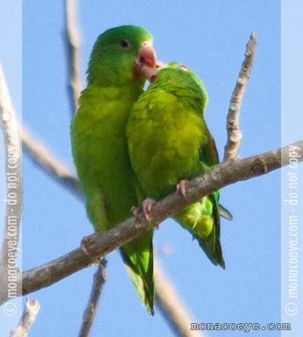 Orange Chinned Parakeet - Brotogeris jugularis