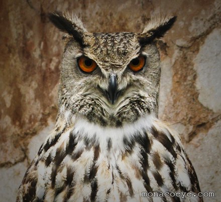Eagle Owl - Bubo bubo