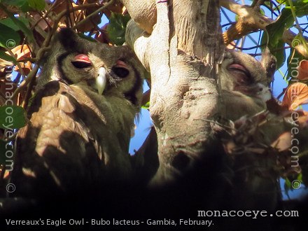 Verreaux's Eagle Owl - Bubo lacteus