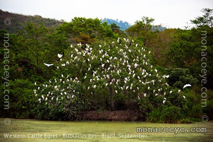 Western Cattle Egret - Bubulcus ibis