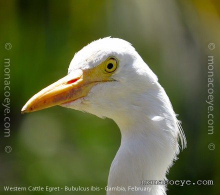 Western Cattle Egret - Bubulcus ibis