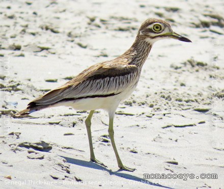 burhinus_senegalensis_senegal_thick_knee_02