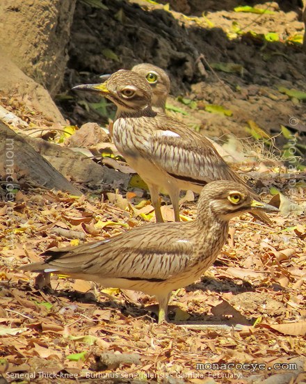 Senegal Thick Knee - Burhinus senegalensis