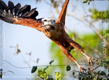 Black Collared Hawk <br />Latin: Busarellus nigricollis