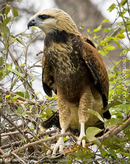 Black Collared Hawk <br />Latin: Busarellus nigricollis