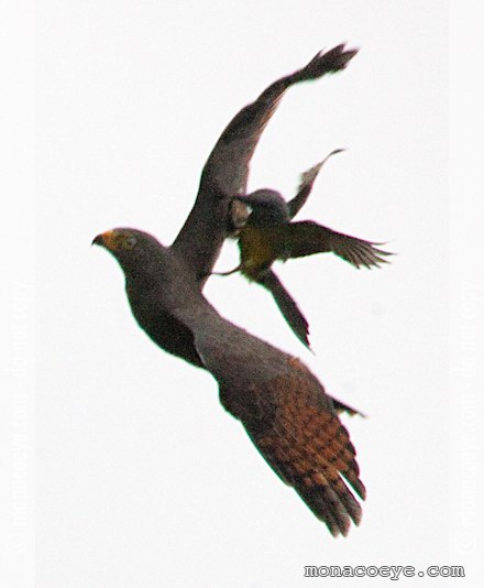 Roadside Hawk - Buteo magnirostris