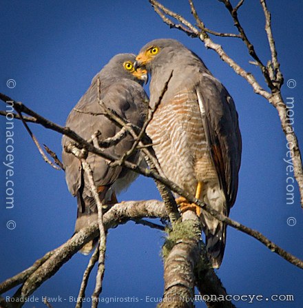 Roadside Hawk - Buteo magnirostris