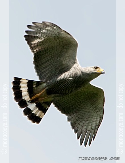 Grey Hawk - Buteo nitidus