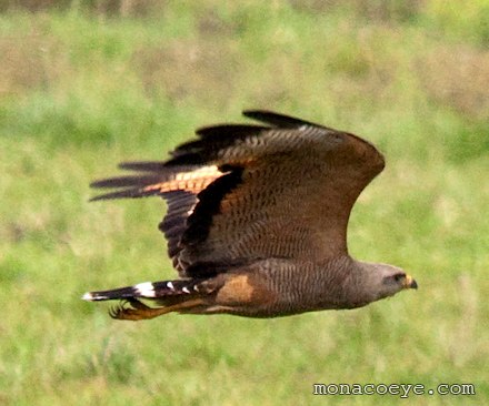 Savanna Hawk - Buteogallus meridionalis