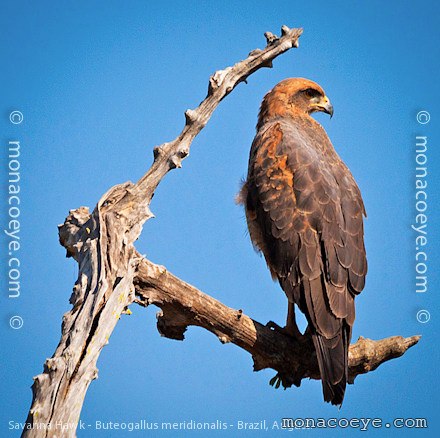 Savanna Hawk - Buteogallus meridionalis