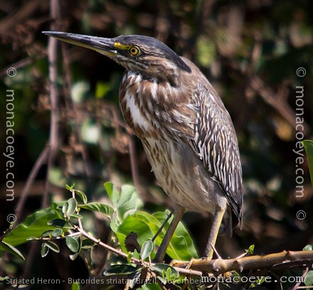 Striated Heron - Butorides striata